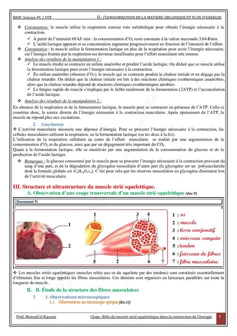 R Le Du Muscle Stri Squelettique Dans La Conversion De L Nergie