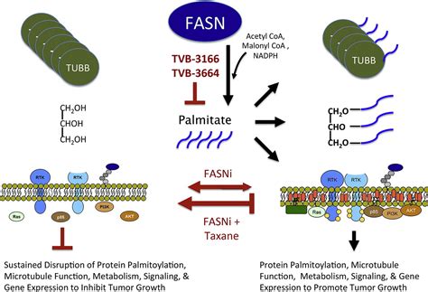 Fasn Inhibition And Taxane Treatment Combine To Enhance Anti Tumor