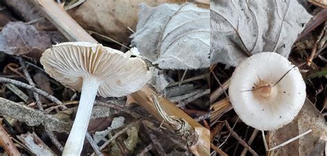 Small White Flat Capped Mushroom Fungi Lab