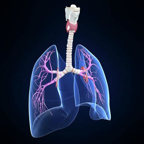 Respiratory System Photograph By Pixologicstudioscience Photo Library