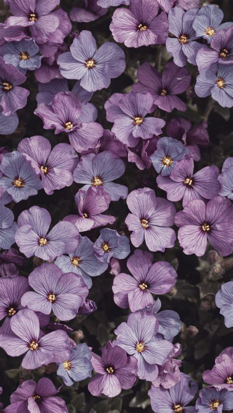 Fondo De Pantalla Aesthetic Flores Lilas Hd