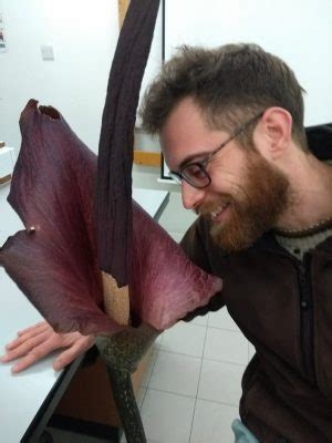 Amorphophallus Konjac Consegues Resistir Ao Engodo Da L Ngua Do Diabo