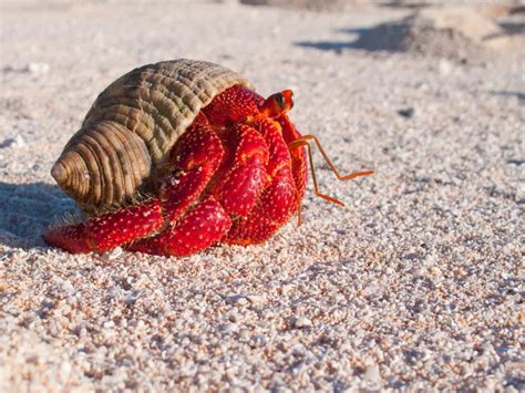 Are Hermit Crabs Reptiles Similarities And Differences VIVO Pets