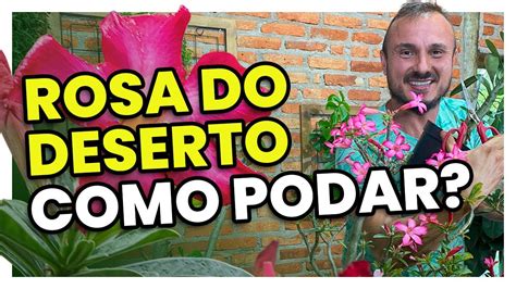 Como Podar A Rosa Do Deserto Para Florir E Levantar A Raiz Youtube