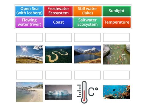 Aquatic Ecosystem Match Up