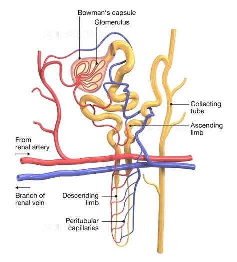 Nephron Anatomy