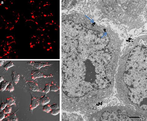 A Upconversion Luminescence UCL Image Of KB Cells Stained With 200