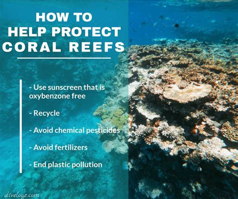 Ways On How We Can Help Protect Our Coral Reefs Coral Reef Reef