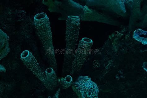 Dark Coral Reef Formation On The Ocean Floor Stock Image Image Of