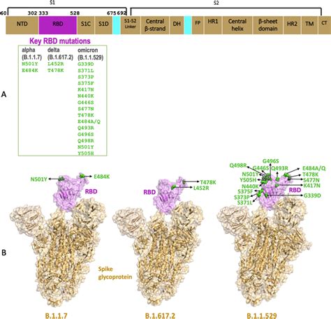 Key Mutations In Spike Receptor Binding Domain Rbd Of B 1 1 7 Alpha