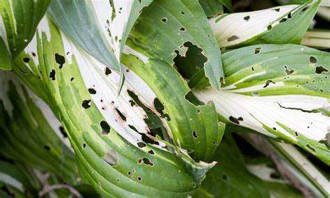 How To Stop Slugs Eating Hosta Plants Pests Banned