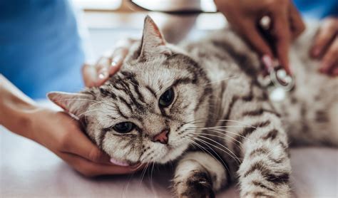 Managing Your Cats Stress When Traveling Elgin Vet Clinic