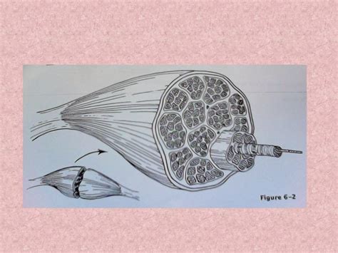 Structure Of Muscle Tissue Ham Diagram Quizlet