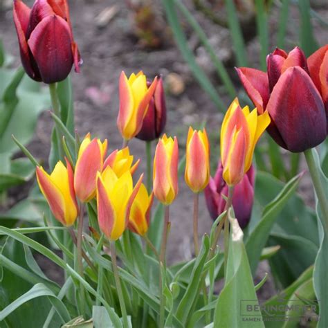 Tulipa Clusiana Var Chrysantha Saatfix Blumenzwiebel Shop