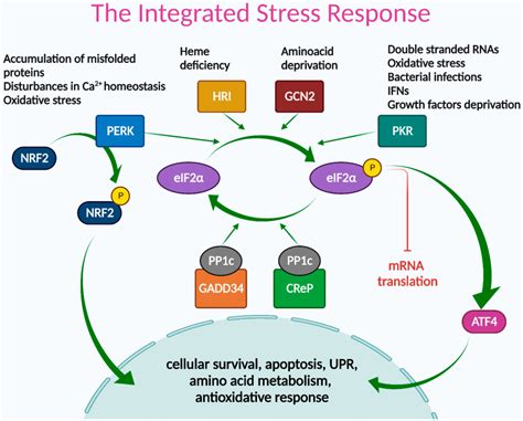 Frontiers The Integrated Stress Response Is Activated In The Salivary