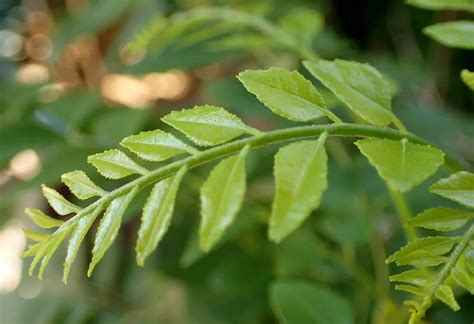 Incredible Benefits Of Curry Leaves Kadi Patta For Hair Health