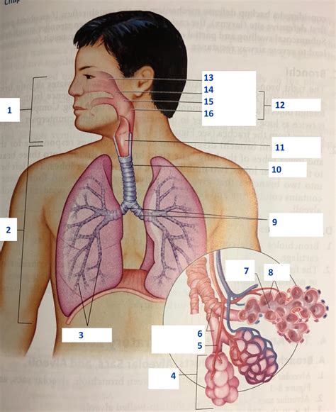 Nitrous Final Ant Diagram Quizlet