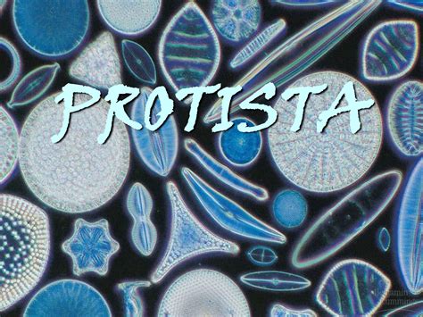 Horsing Around At Home: Kingdom Protista: Unicellular Algae