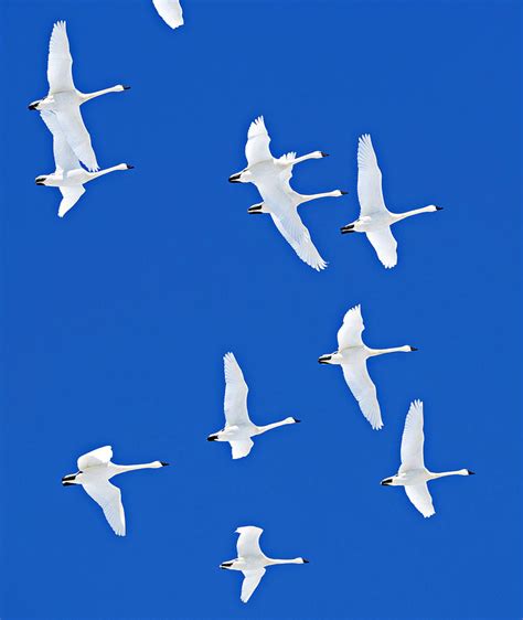 Tundra Swan Formation Photograph By Christine Lantz Pixels