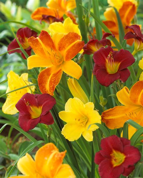 Mixed Reblooming Daylilies - 9 root divisions | Day lilies, Hydrangea ...