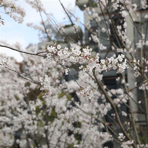 Tianan 1000 Trees Opens To The Public In Shanghai