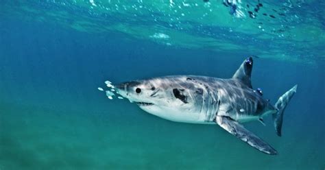 Newborn Great White Shark