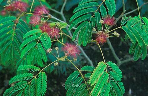 Albizia Julibrissin Boubri OMBRELLA Esveld Shop