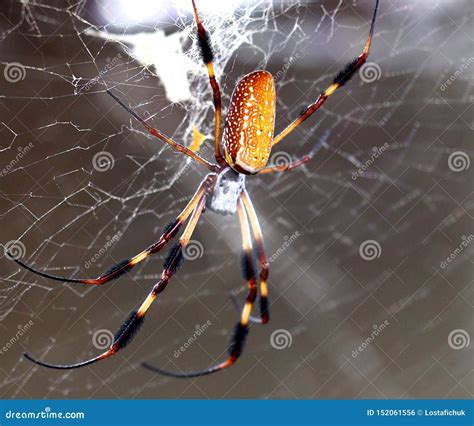 Golden Silk Orb Weaver or Nephila Clavipes Stock Photo - Image of ...