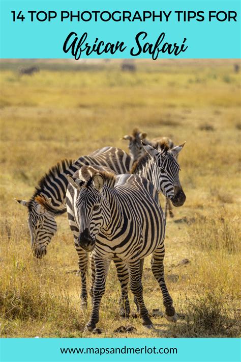 14 Outstanding African Safari Photography Tips Capture Stunning