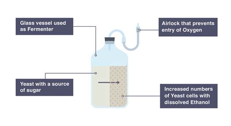 Igcse Biology 2017 55 Understand The Role Of Yeast In The Production Of Food Including Bread