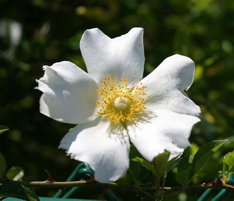 Rosa Laevigata The Cherokee Rose R Laevigata Malcolm Manners