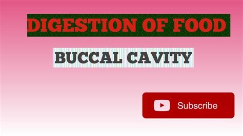 Digestion Of Food In Buccal Cavity Youtube