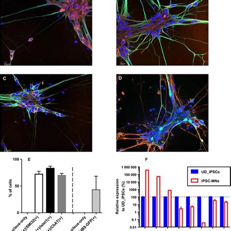 Preparation Of Human IPSCderived Motor Neurons Human IPSCs Were