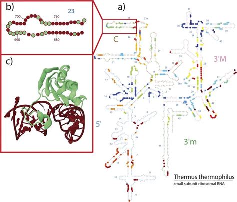 Visualizing Interactions Between Ribosomal Proteins Of The Small