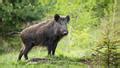 Loire Un Chasseur Tu Par Balle Lors D Une Battue Aux Sangliers