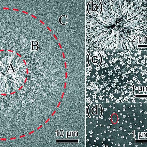 Sem Images Of The Sio X Au Nanostructures Synthesized On A Silicon