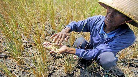 Hektar Areal Sawah Di Lebak Gagal Panen Karena Kekeringan Bisnis