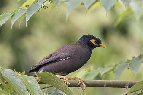 Hill Myna