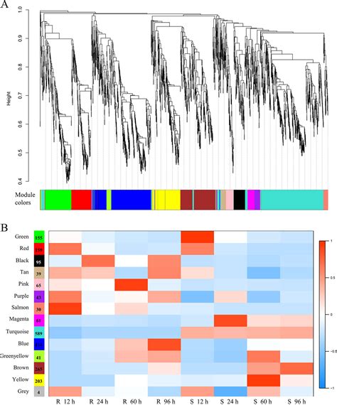 Frontiers Comparative Transcriptome Analysis Reveals Key Pathways And