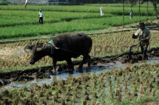 Petani Membajak Sawah Di Desa Cikitu DATATEMPO