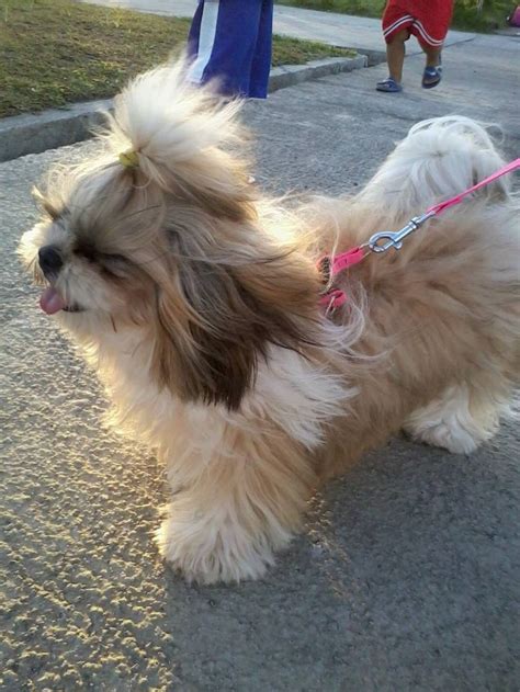 17 Best images about shih tzu on Pinterest | Dog show, Westminster dog ...
