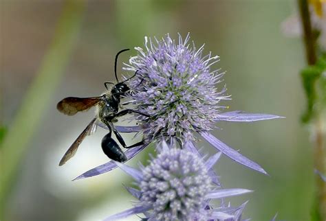 Flachblatt Mannstreu Flachblatt Mannstreu Eryngium Planum Flickr