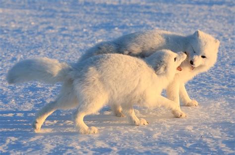 Playful Arctic Foxes in the Snow