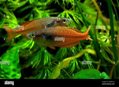 Dwarf Rainbow Fish Melanotaenia Parva Males In Aquarium Stock Photo