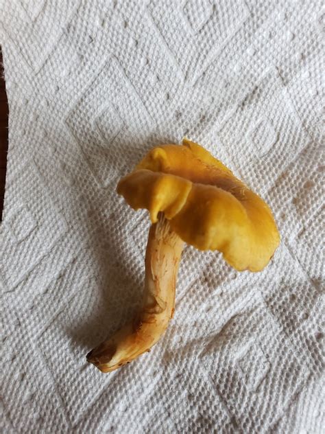 Chanterelle identification? - Identifying Mushrooms - Wild Mushroom Hunting