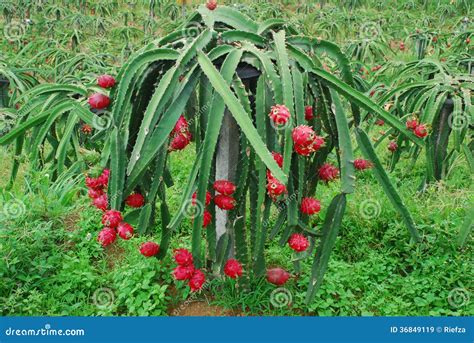 Dragon Fruit Pitahaya Royalty Free Stock Images Image 36849119