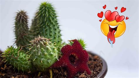 La suculenta que parece una estrella de mar Huernia pillansii qué