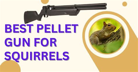 Best Pellet Gun For Squirrels In 2024 January Updated