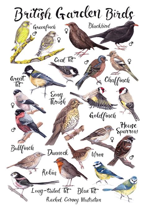 British Garden Birds A Or A Poster Decorative Wildlife Etsy Uk