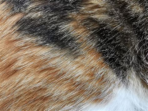 4389 Calico Fur Photos Free And Royalty Free Stock Photos From Dreamstime